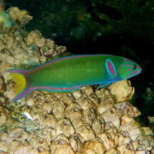 Thalassoma Lunare M