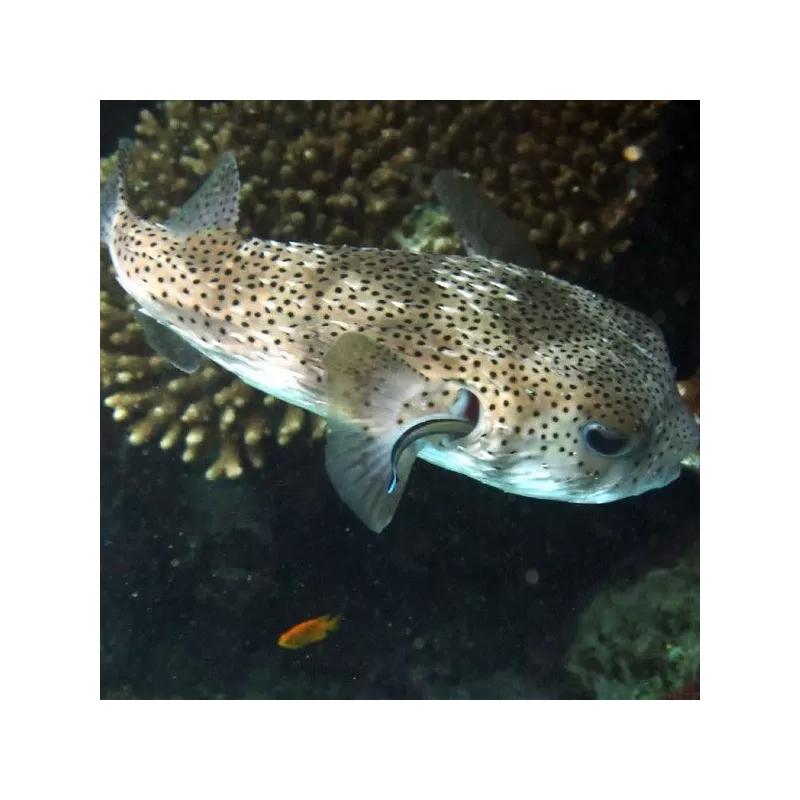 diodon histrix M 12 15 cm diodon histrix M 12 15 cm