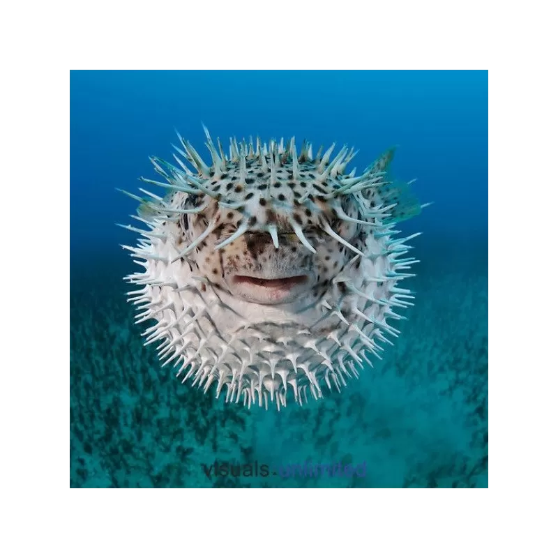 diodon histrix M 12 15 cm diodon histrix M 12 15 cm