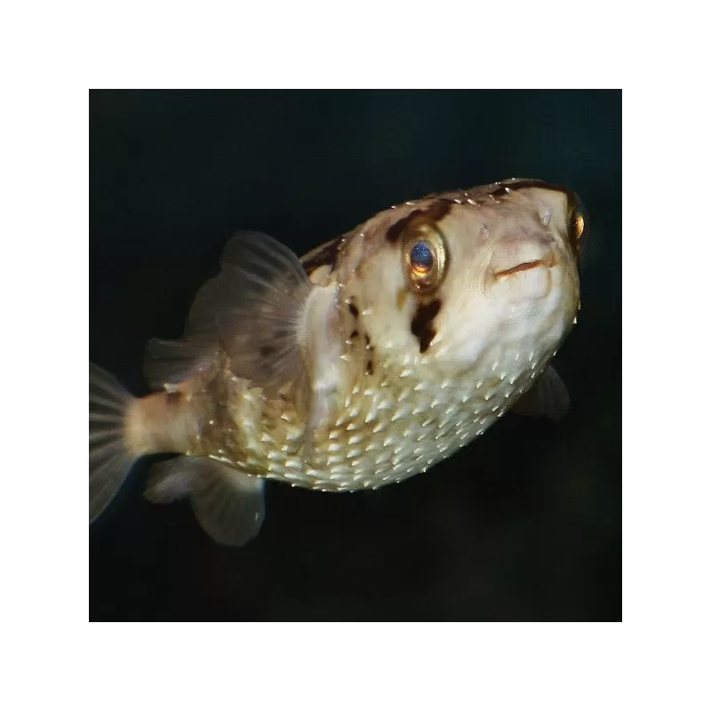 Diodon Holacanthus M 8 12cm Diodon Holacanthus M 8 12cm