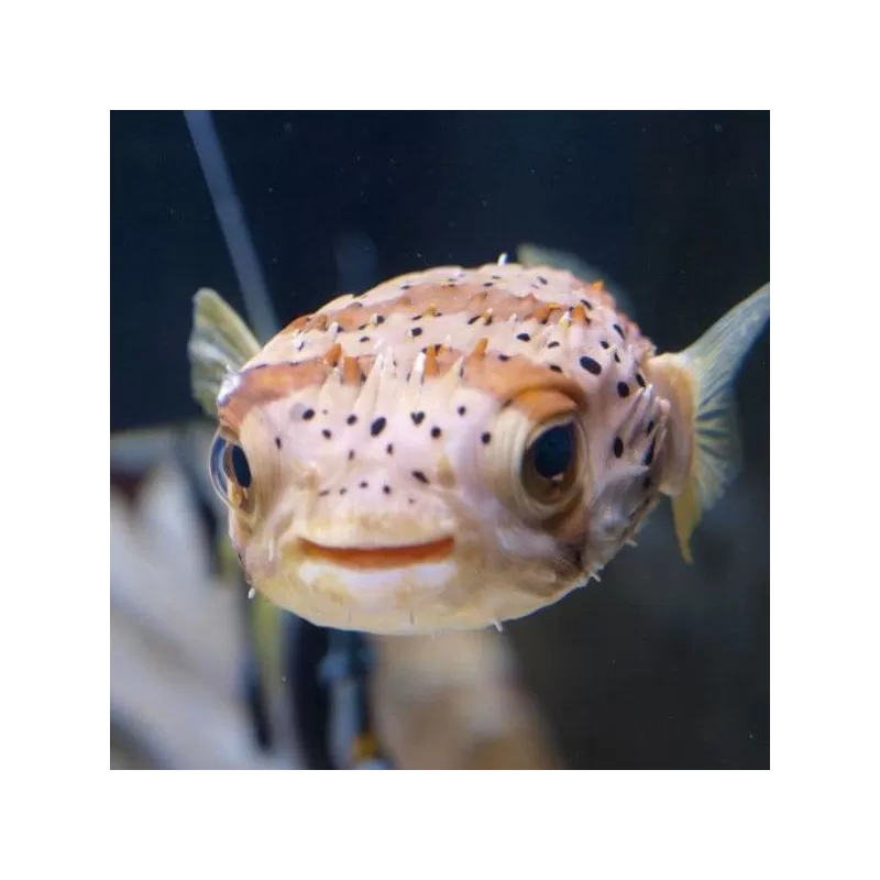 Diodon Holacanthus M 8 12cm Diodon Holacanthus M 8 12cm