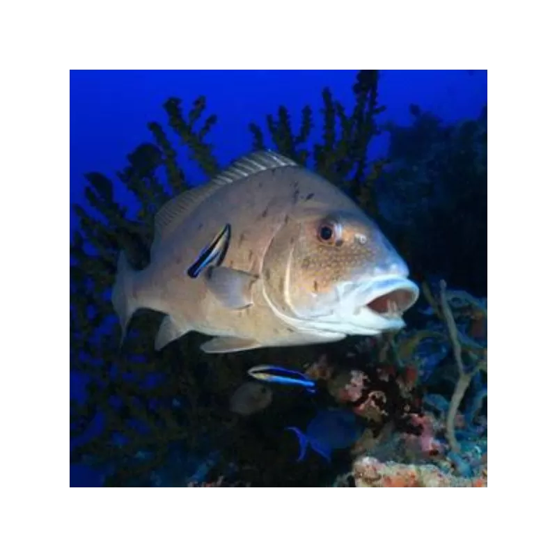plectorhinchus pictus 7 12 cm plectorhinchus pictus 7 12 cm
