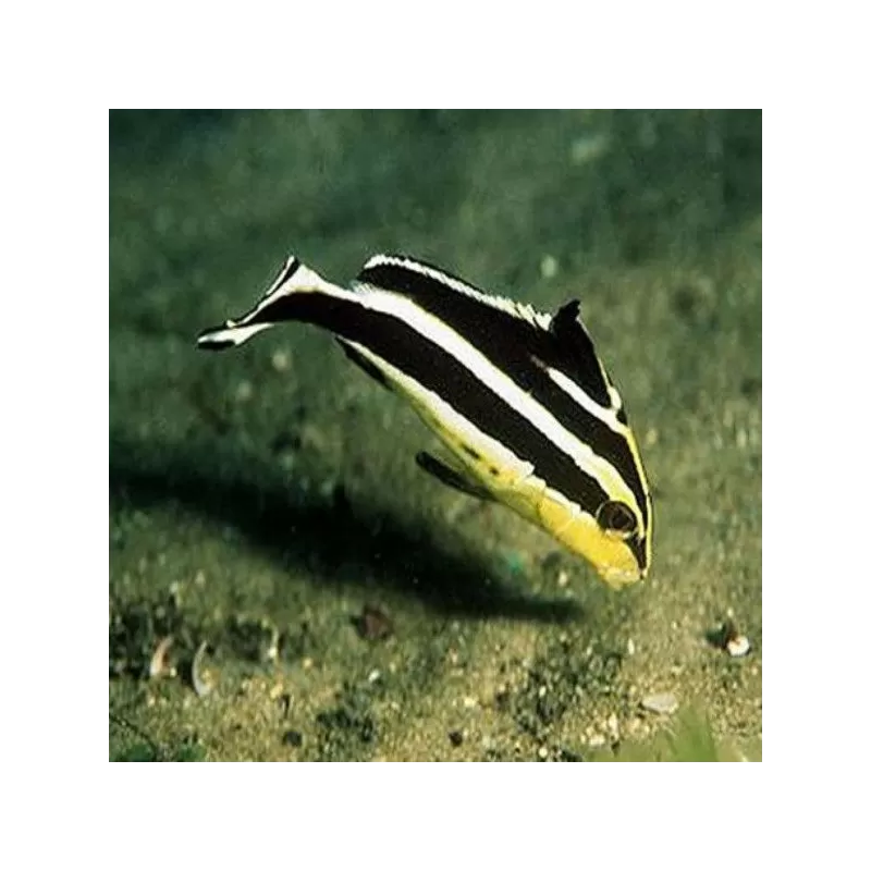 Plectorhinchus Diagrammus M 4 7cm Plectorhinchus Diagrammus M 4 7cm