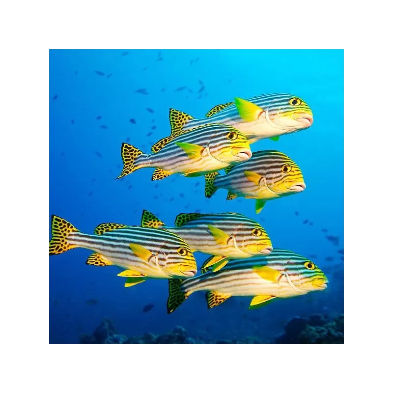 Plectorhinchus Orientalis M 4 7cm Plectorhinchus Orientalis M 4 7cm