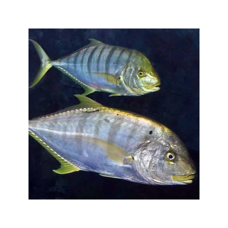 Gnathanodon Speciosus S 5cm Gnathanodon Speciosus S 5cm