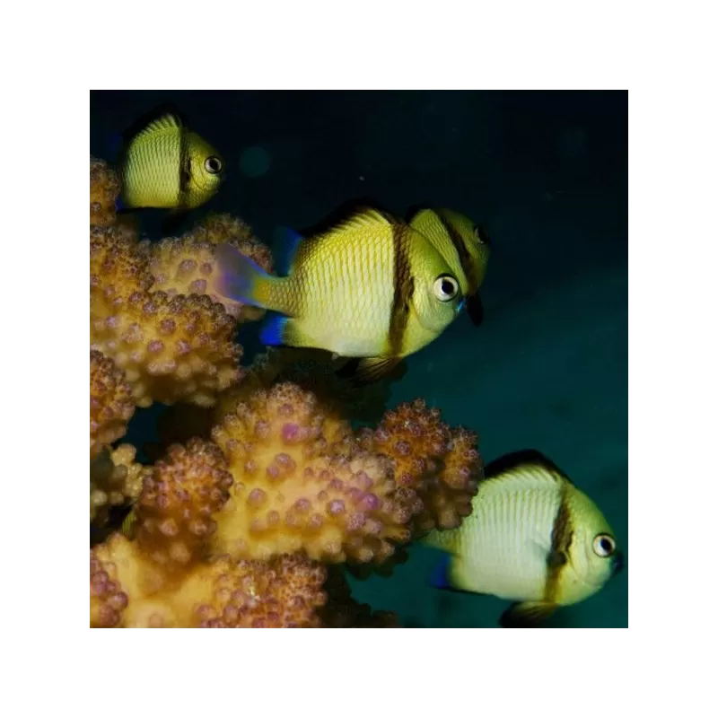 dascyllus reticulatus dascyllus reticulatus