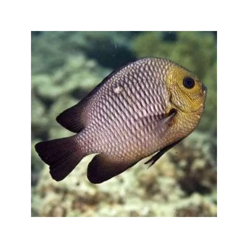 Dascyllus Trimaculatus Dascyllus Trimaculatus