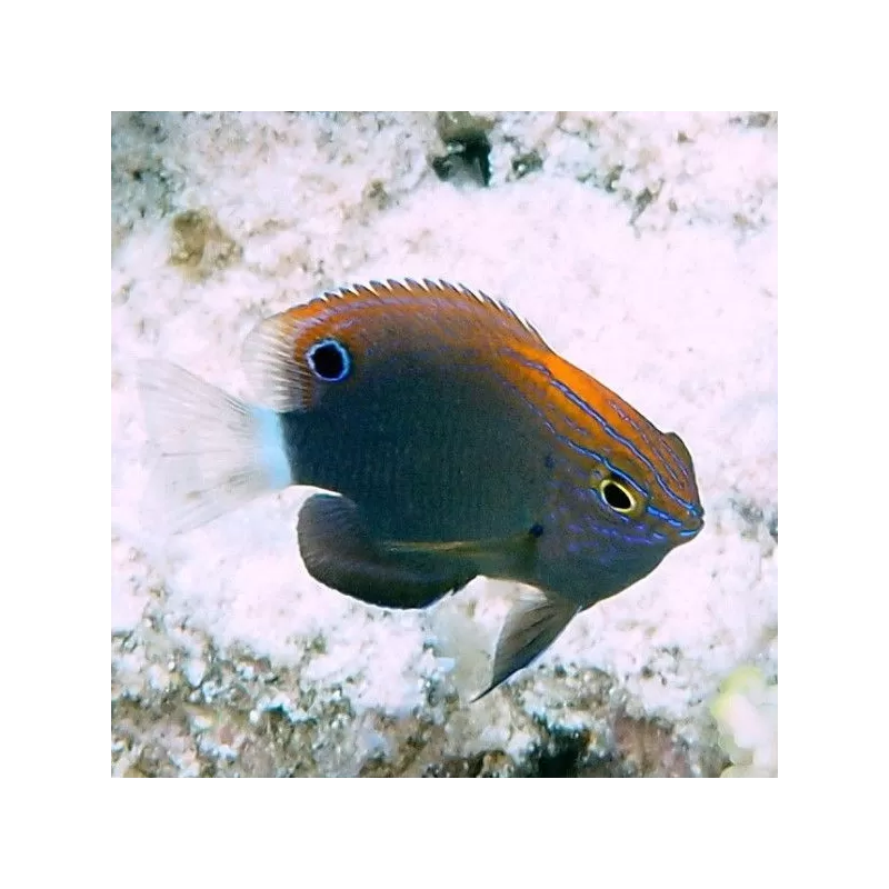 Pomacentrus Bankanensis Pomacentrus Bankanensis
