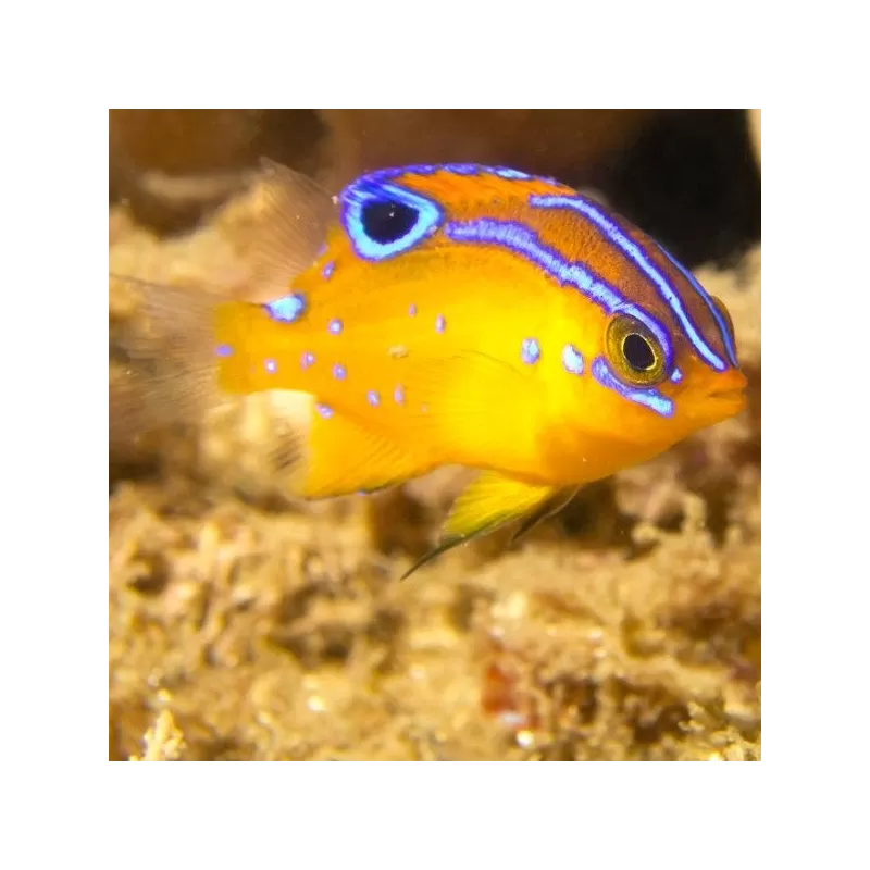 Pomacentrus Bankanensis Pomacentrus Bankanensis