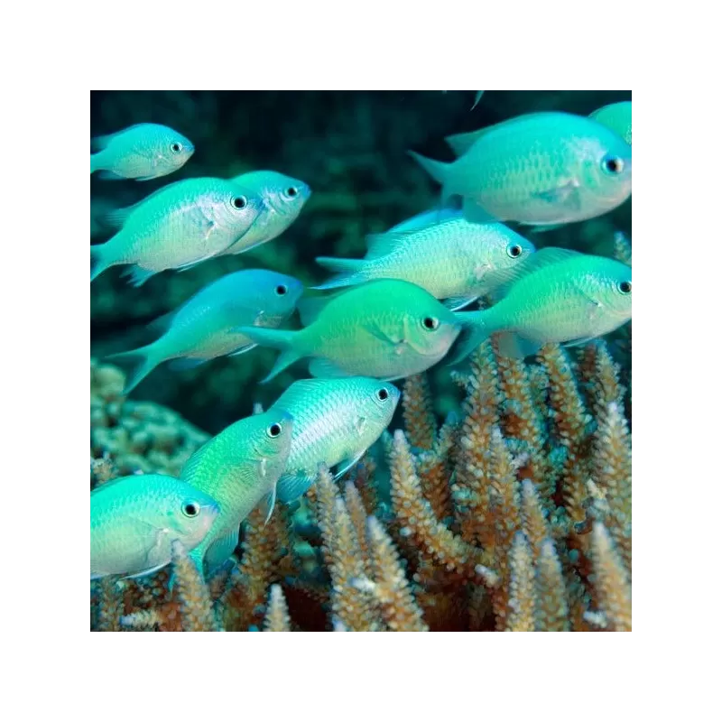 Chromis Viridis Chromis Viridis