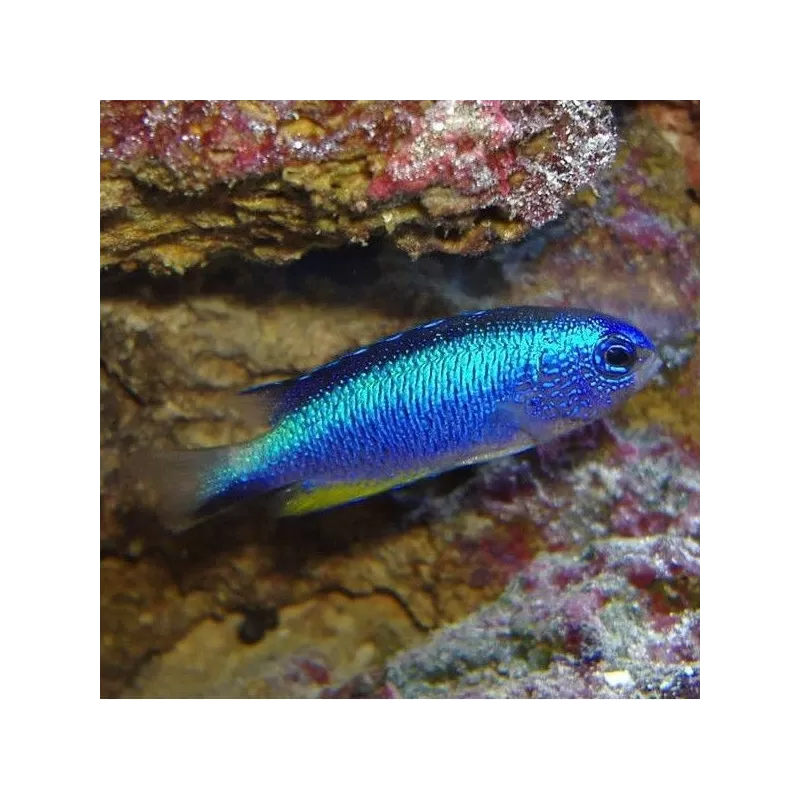 Pomacentrus Alleini Pomacentrus Alleini