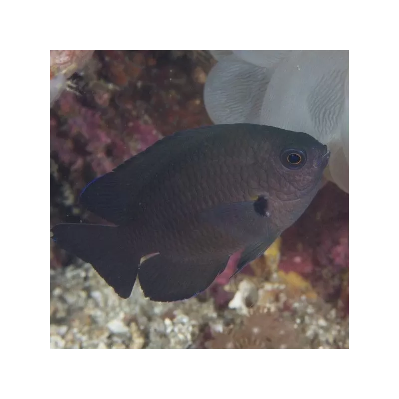 neoglyphidodon crossi neoglyphidodon crossi