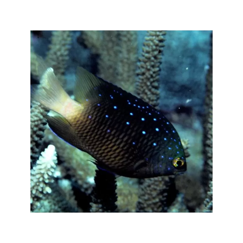 Microspathodon Chrysurus Microspathodon Chrysurus