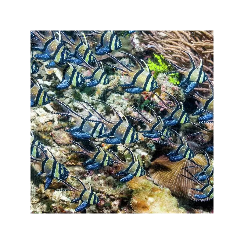 Pterapogon Kauderni Pterapogon Kauderni