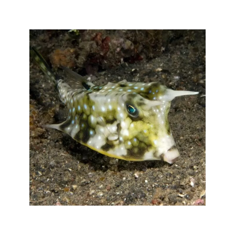 Lactoria Cornuta (S)