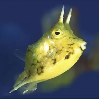 Lactoria Cornuta S 3 6cm
