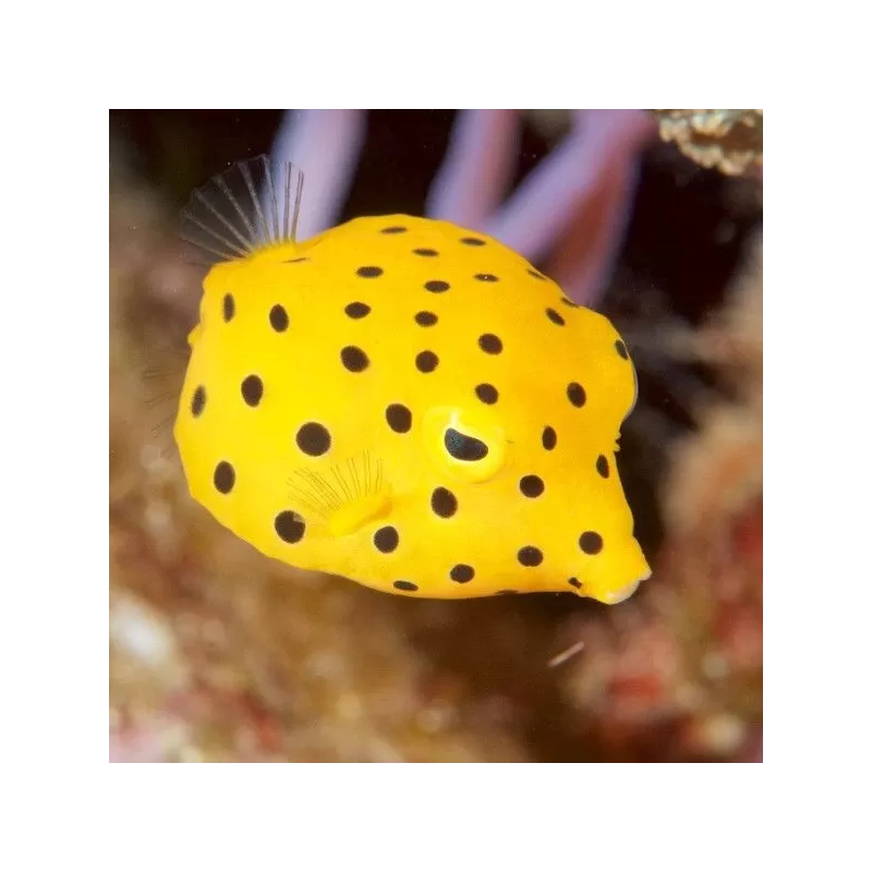 Ostracion Cubicus M 3 5cm Ostracion Cubicus M 3 5cm