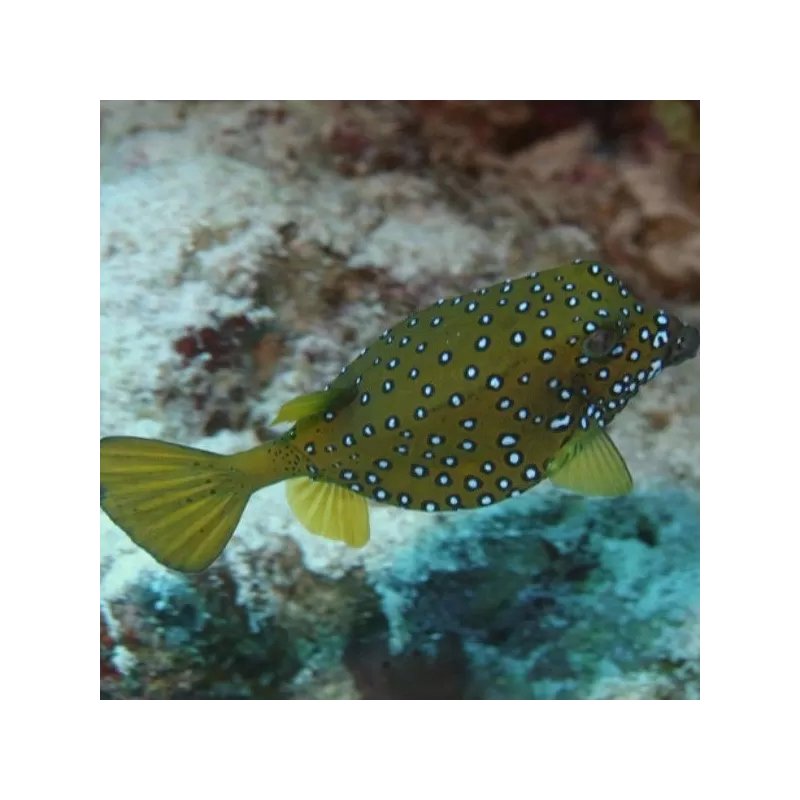 Ostracion Cubicus M 3 5cm Ostracion Cubicus M 3 5cm
