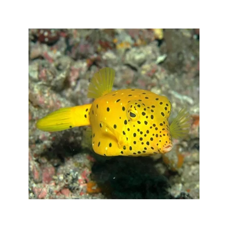 ostracion cubicus L 5 8cm ostracion cubicus L 5 8cm