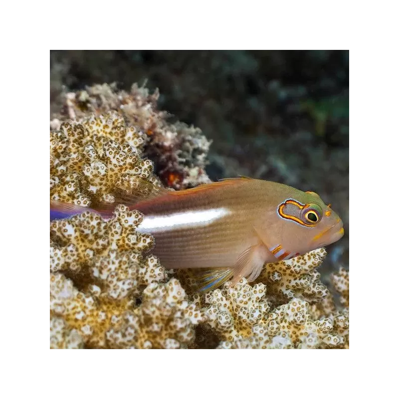 Paracirrhites Arcuatus Paracirrhites Arcuatus