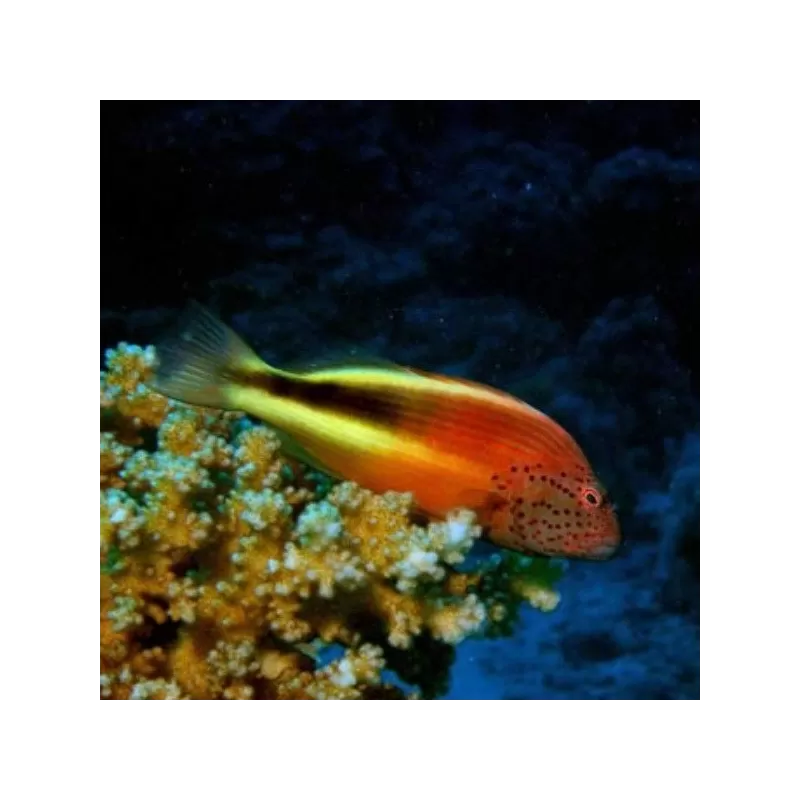 Paracirrhites Forsteri Paracirrhites Forsteri