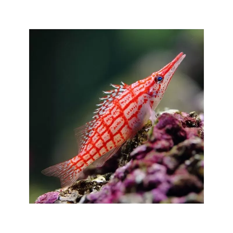 Oxycirrhites Typus (M)