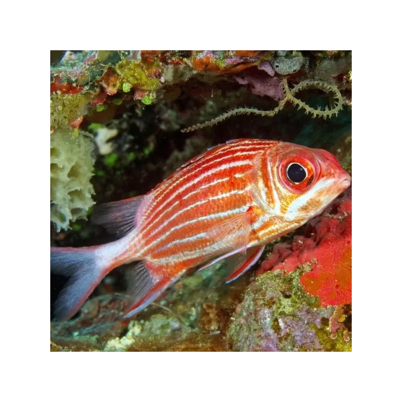 Sargocentron Diadema Sargocentron Diadema