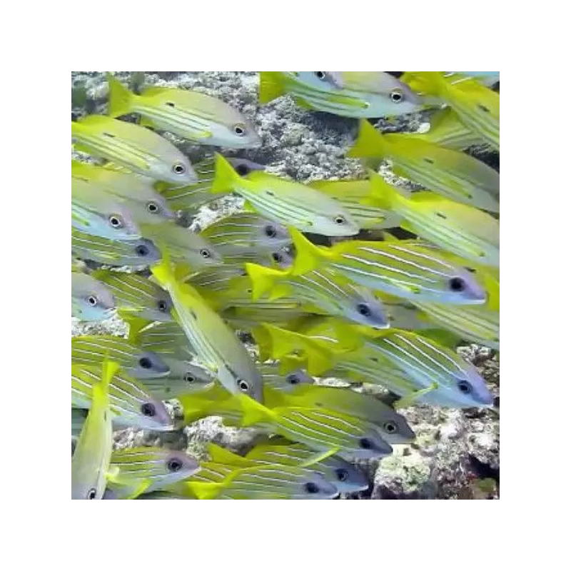 lutjanus kasmira lutjanus kasmira