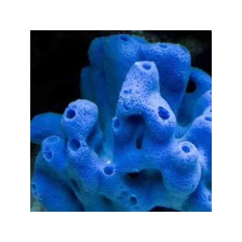 Haliclona Sponge Blue M size Haliclona Sponge Blue M size