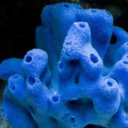 Haliclona Sponge Blue M size