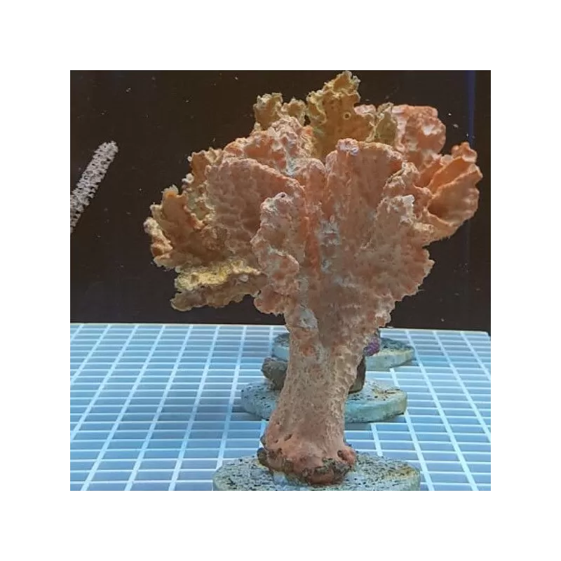 Stylotella Aurantium - Orange Sponge Kenia