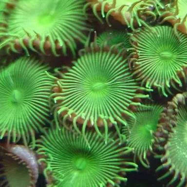 Bestellen Sie Protopalythoa spp Green (XL) ? l Coralandfishstore.nl