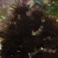 Tubastrea faulkneri Australie Black (M)