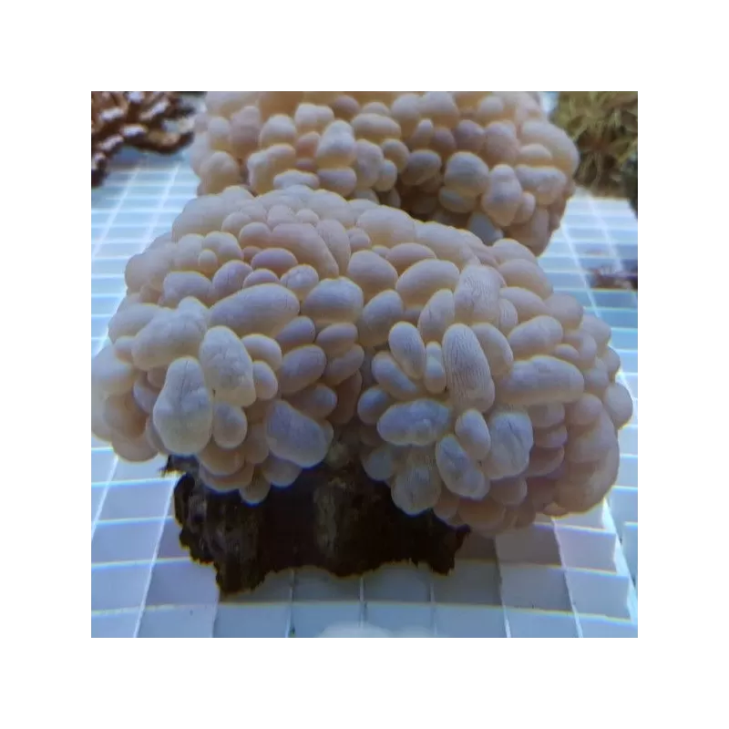 Plerogyra Sinuosa S-size Plerogyra Sinuosa S-size