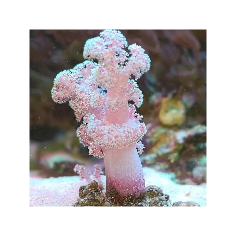 Dendronephthya (M) Dendronephthya (M)