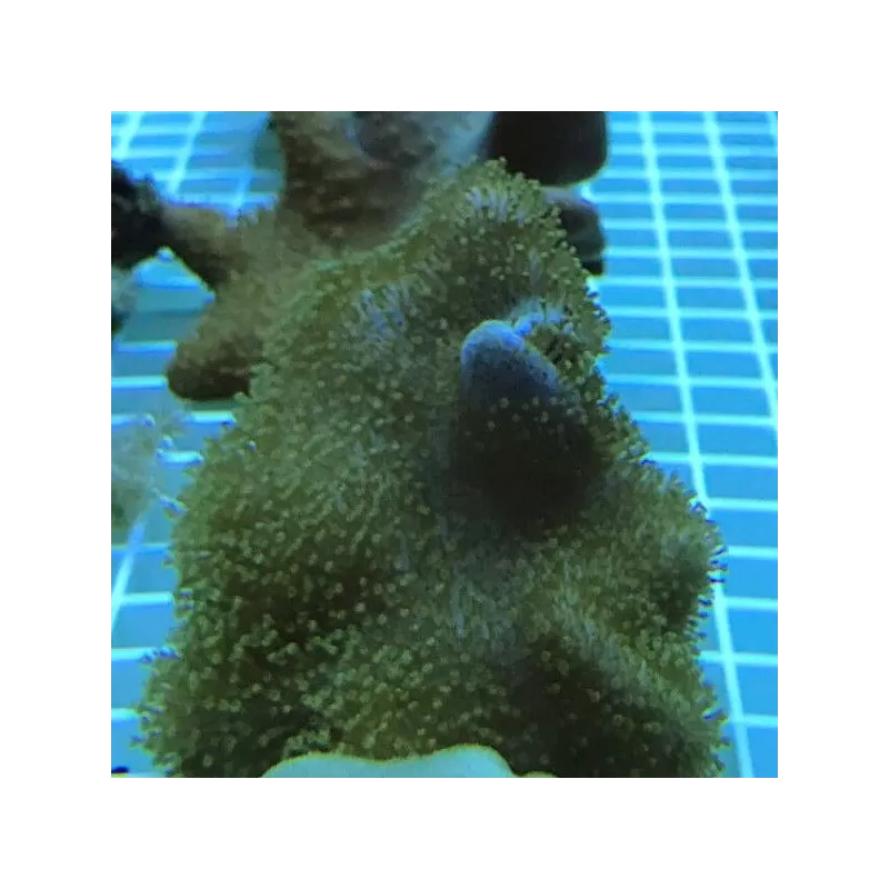Softcoral spp Mix S-size Softcoral spp Mix S-size