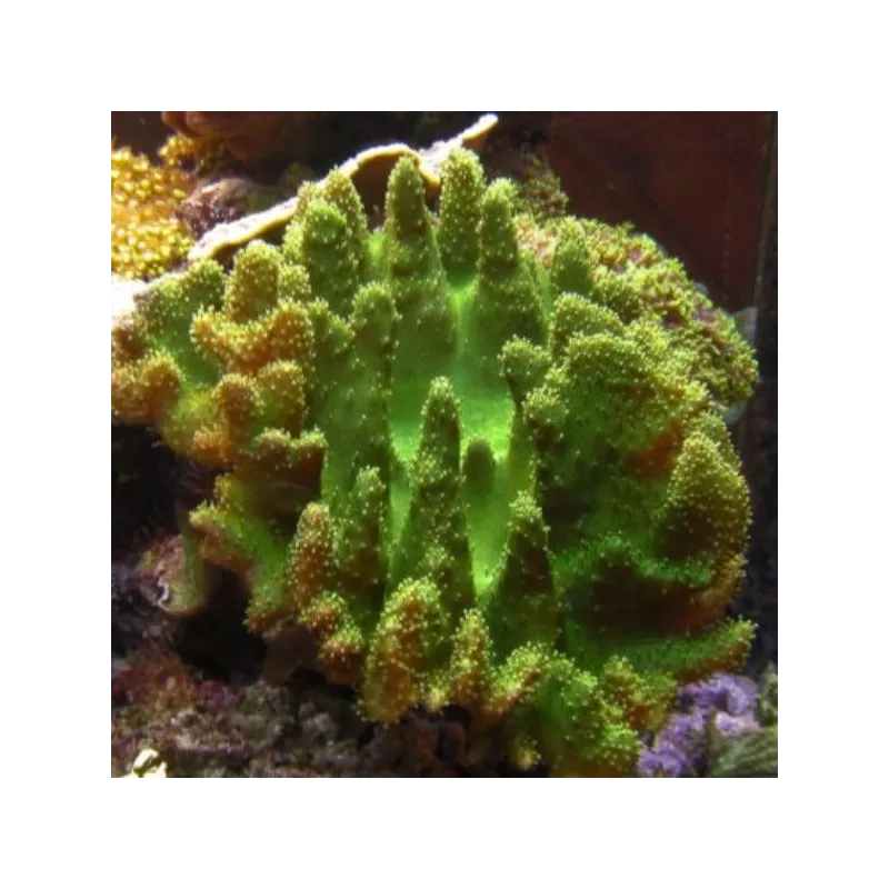Lobophytum sp (double) L-size Bali Lobophytum sp (double) L-size Bali