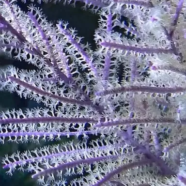 Pseudopterogorgia Bipinnata Purple willow Gorgonia