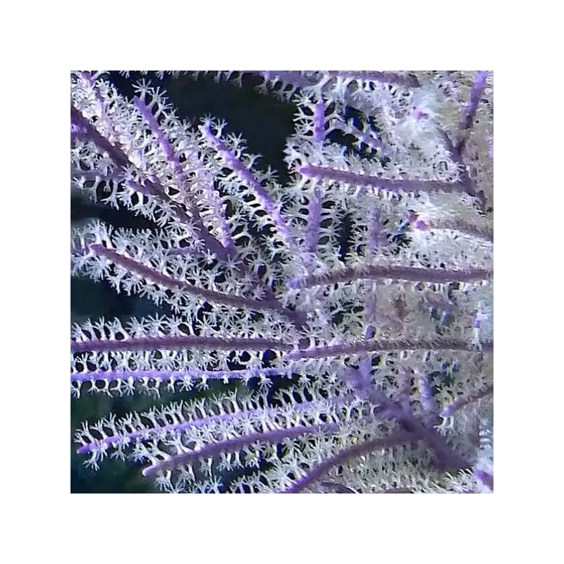 Pseudopterogorgia Bipinnata Purple willow Gorgonia