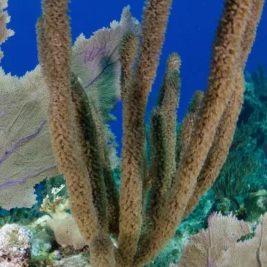 Pseudoplexaura Porosa Brown Tree Gorgonia Pseudoplexaura Porosa Brown Tree Gorgonia