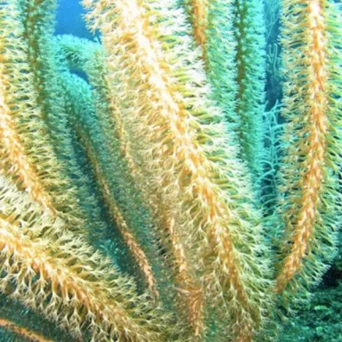 Plexaurella Nutans Large Polyp Gorgonia Plexaurella Nutans Large Polyp Gorgonia