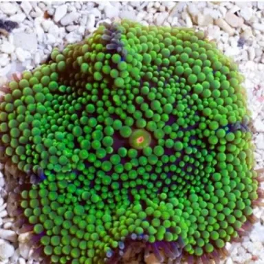 Ricordea Florida Green bestellen | Grünlich ? l Coralandfishstore.nl