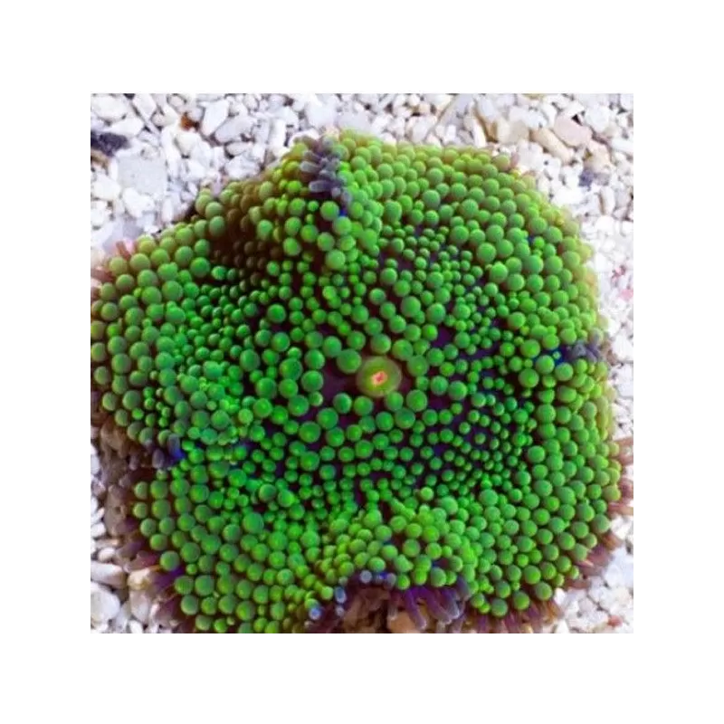 Ricordea florida green Ricordea florida green