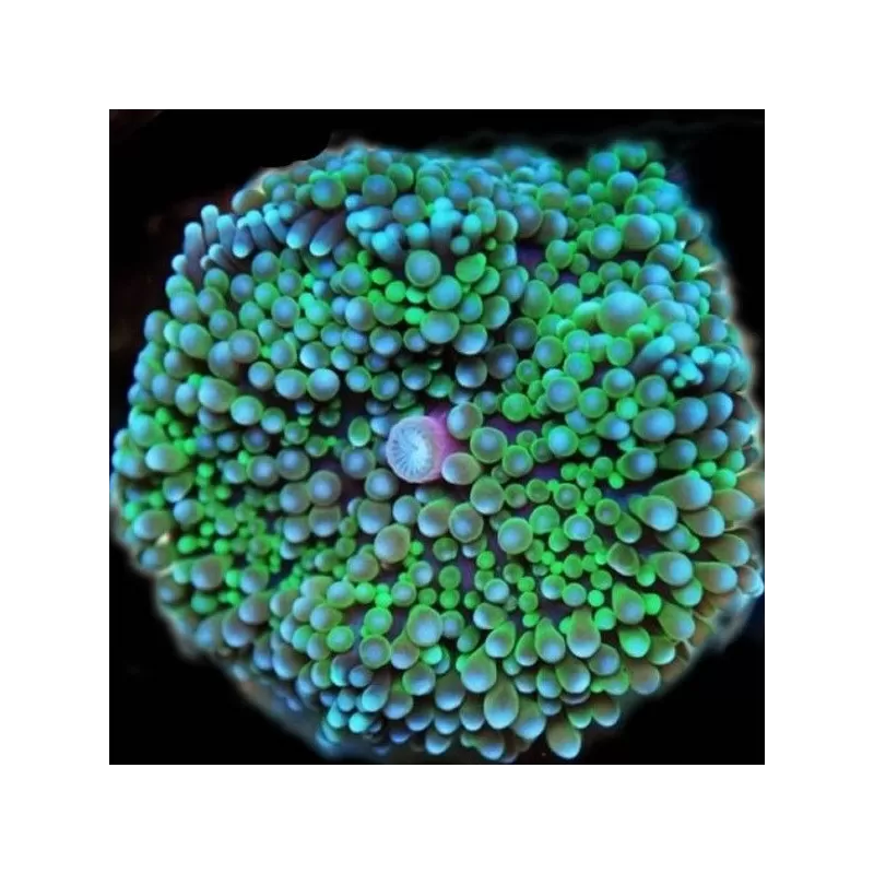 Ricordea florida green Ricordea florida green