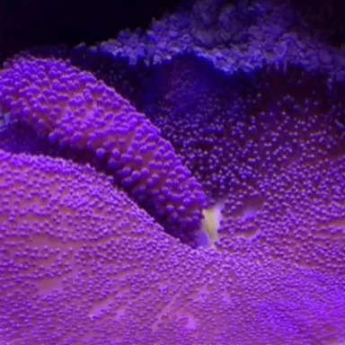 Stichodactyla gigantea purple carpet anemone XL