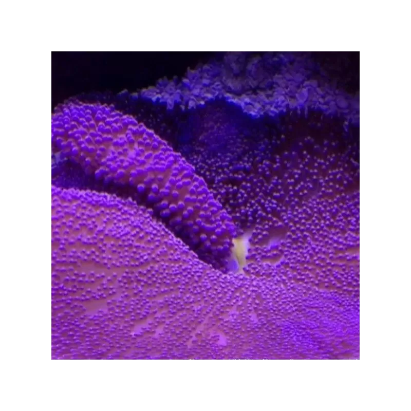 Stichodactyla gigantea purple carpet anemone XL