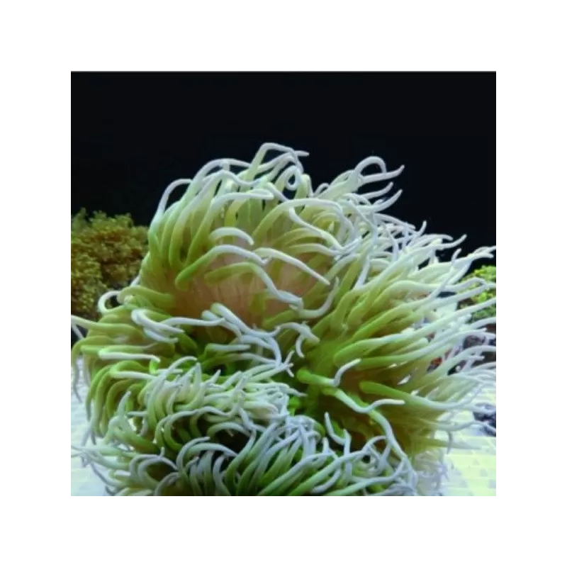 Macrodactyla doreensis metalic green M size Macrodactyla doreensis metalic green M size