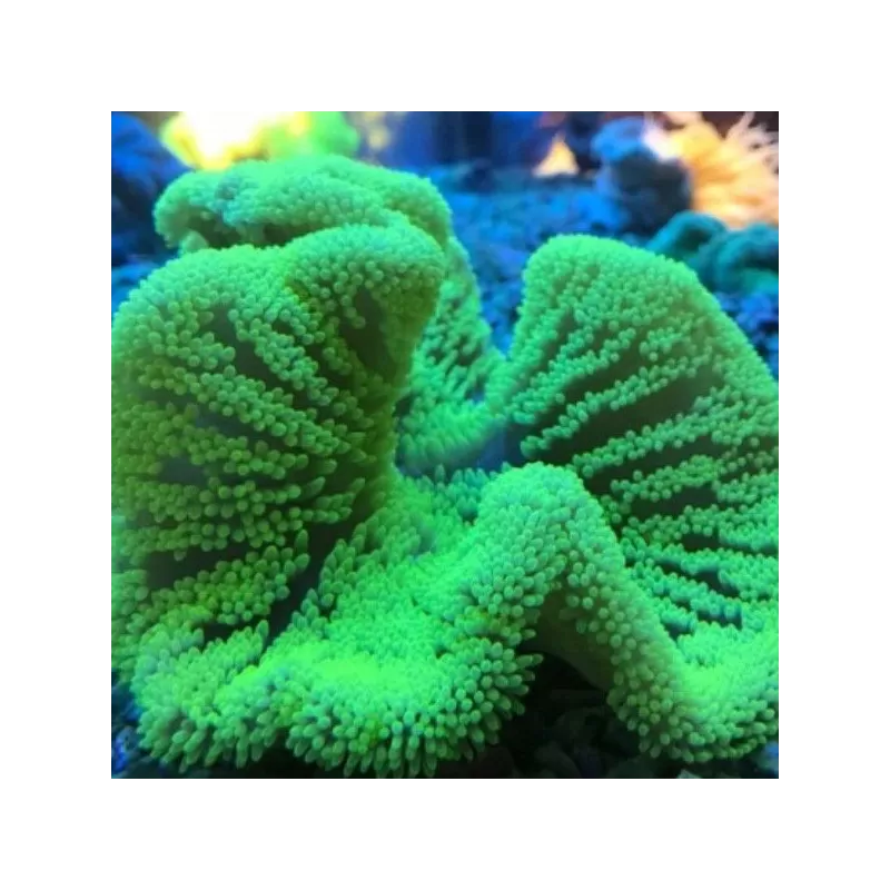 Stoichacti kenti green colored carpet anemone Stoichacti kenti green colored carpet anemone