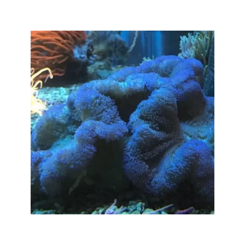 Stoichacti kenti blue colored carpet anemone Stoichacti kenti blue colored carpet anemone