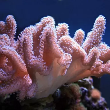 Lobophytum L-size